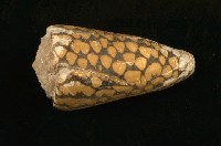 藏品(大理石芋螺)的圖片